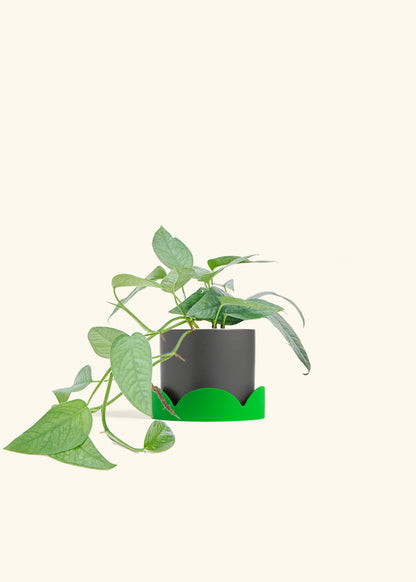 Cebu Blue Pothos in a 4 inches Charcoal Classic Cylinder Planter in a Shamrock Petal Drip Tray