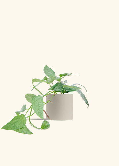 Cebu Blue Pothos in a 4 inches Oat Classic Cylinder Planter 