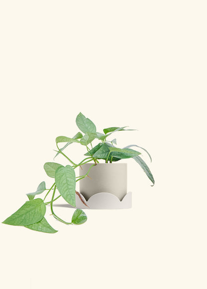 Cebu Blue Pothos in a 4 inches Oat Classic Cylinder Planter in a Oat Petal Drip Tray
