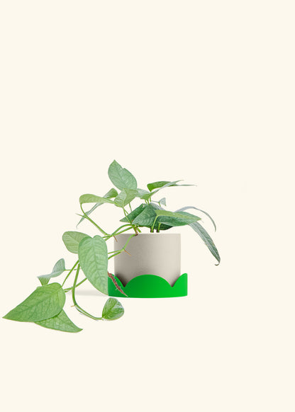 Cebu Blue Pothos in a 4 inches Oat Classic Cylinder Planter in a Shamrock Petal Drip Tray