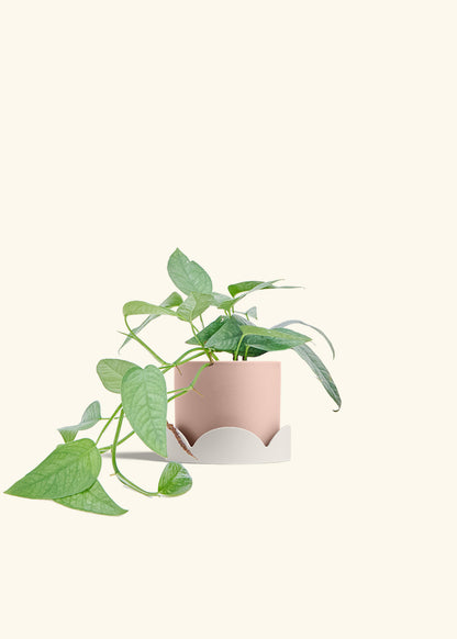 Cebu Blue Pothos in a 4 inches Pink Classic Cylinder Planter in a Oat Petal Drip Tray