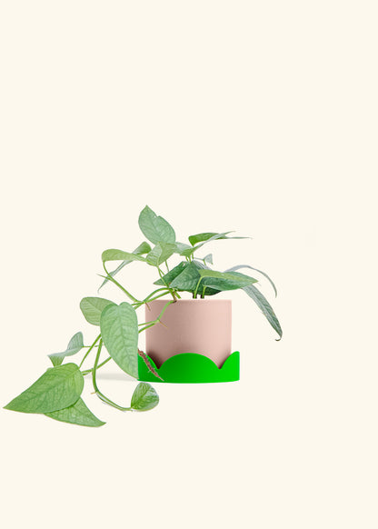 Cebu Blue Pothos in a 4 inches Pink Classic Cylinder Planter in a Shamrock Petal Drip Tray