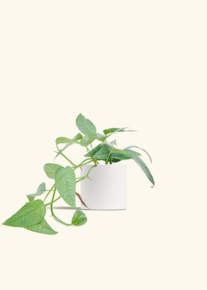 Cebu Blue Pothos in a 4 inches White Classic Cylinder Planter 