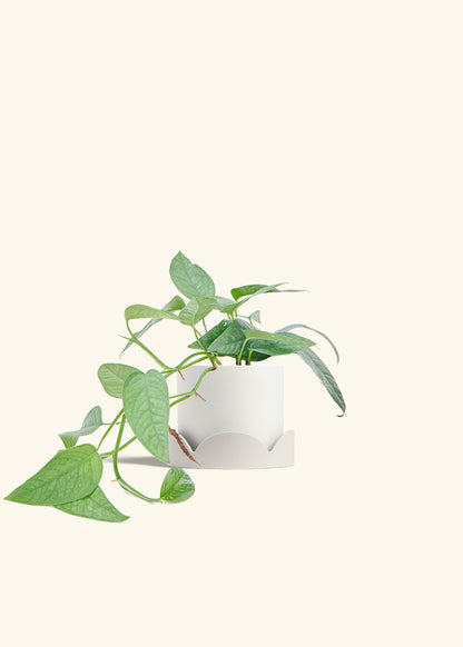 Cebu Blue Pothos in a 4 inches White Classic Cylinder Planter in a Oat Petal Drip Tray