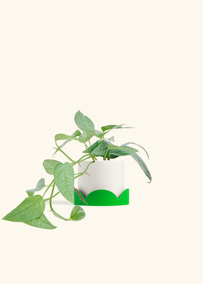 Cebu Blue Pothos in a 4 inches White Classic Cylinder Planter in a Shamrock Petal Drip Tray