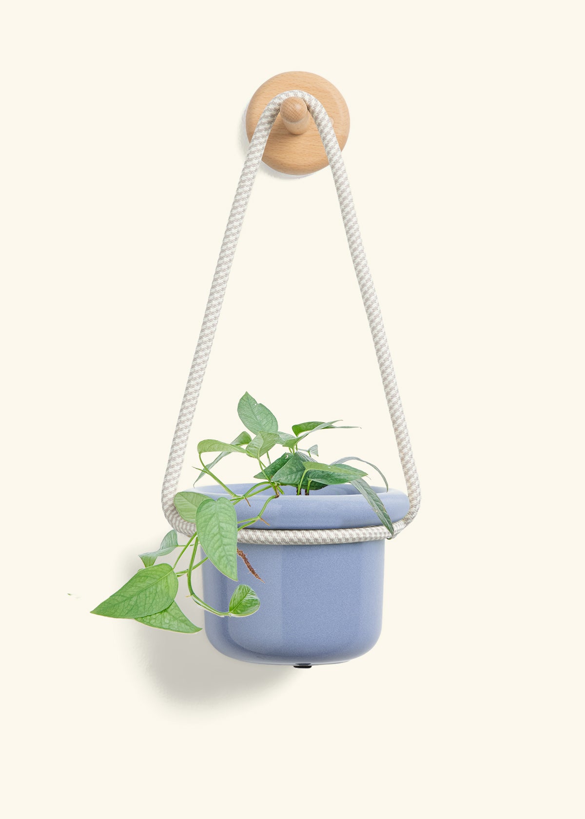Cebu Blue Pothos, Small