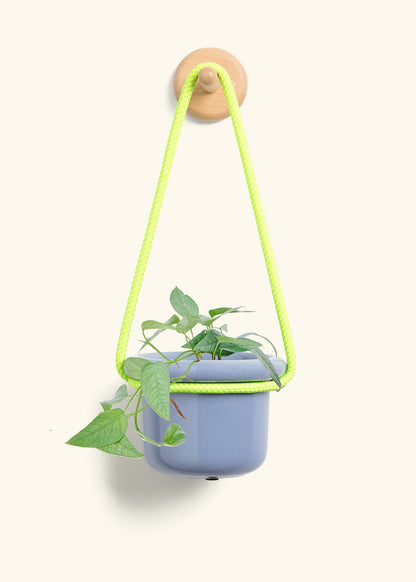 Cebu Blue Pothos, Small