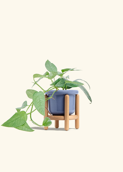 Cebu Blue Pothos in a 4 inches Fat Lip Blue Planter in a Beech Wood Stand