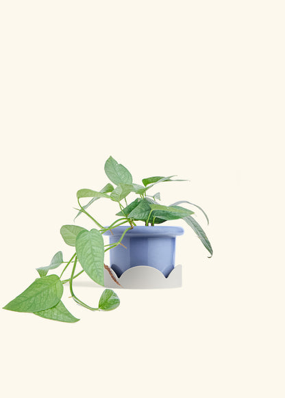 Cebu Blue Pothos in a 4 inches Fat Lip Blue Planter in a Oat Petal Drip Tray