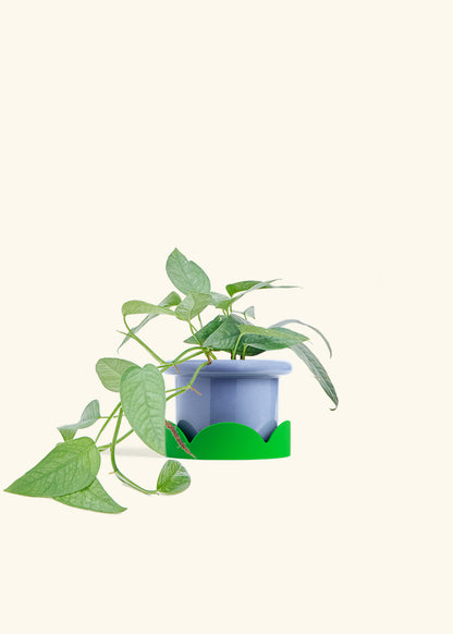 Cebu Blue Pothos in a 4 inches Fat Lip Blue Planter in a Shamrock Petal Drip Tray