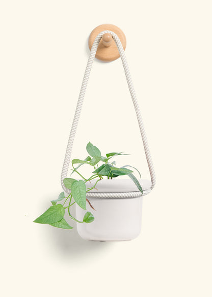 Cebu Blue Pothos, Small