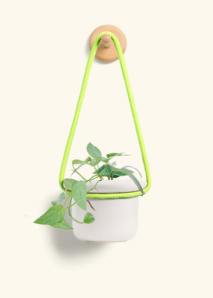 Cebu Blue Pothos, Small