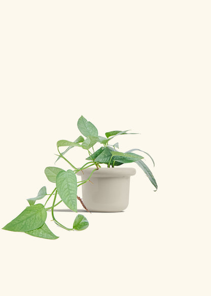 Cebu Blue Pothos in a 4 inches Fat Lip Oat Planter 