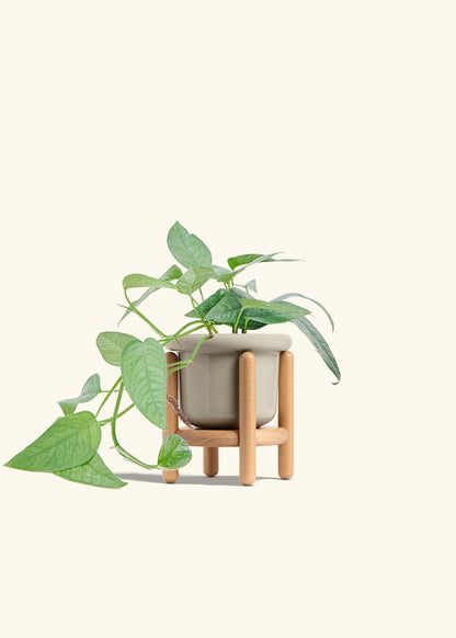 Cebu Blue Pothos in a 4 inches Fat Lip Oat Planter in a Beech Wood Stand