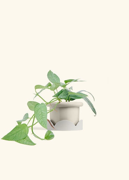 Cebu Blue Pothos in a 4 inches Fat Lip Oat Planter in a Oat Petal Drip Tray