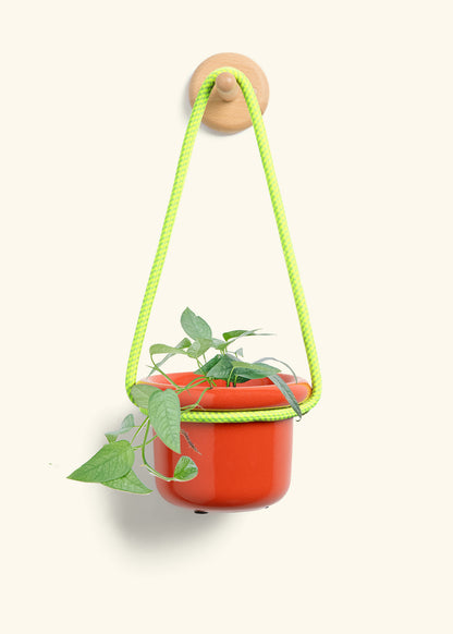 Cebu Blue Pothos, Small