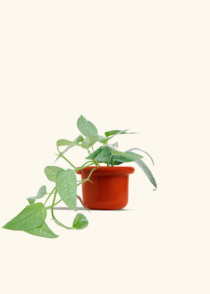 Cebu Blue Pothos in a 4 inches Fat Lip Red Planter 