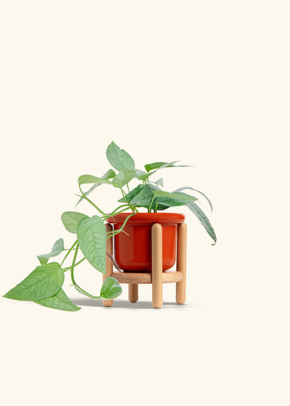 Cebu Blue Pothos in a 4 inches Fat Lip Red Planter in a Beech Wood Stand