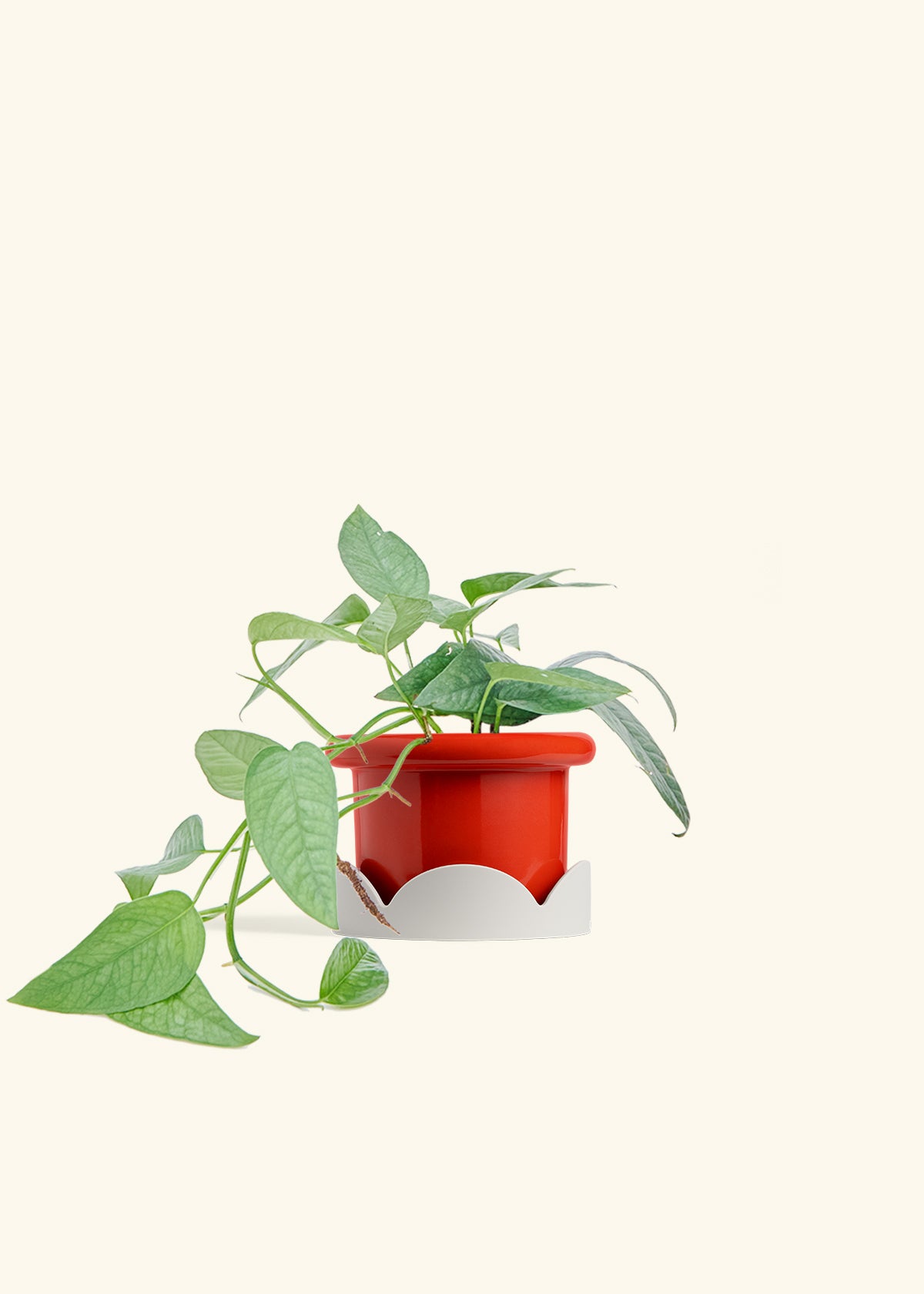 Cebu Blue Pothos in a 4 inches Fat Lip Red Planter in a Oat Petal Drip Tray