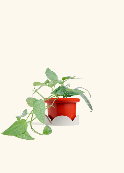 Cebu Blue Pothos in a 4 inches Fat Lip Red Planter in a Oat Petal Drip Tray