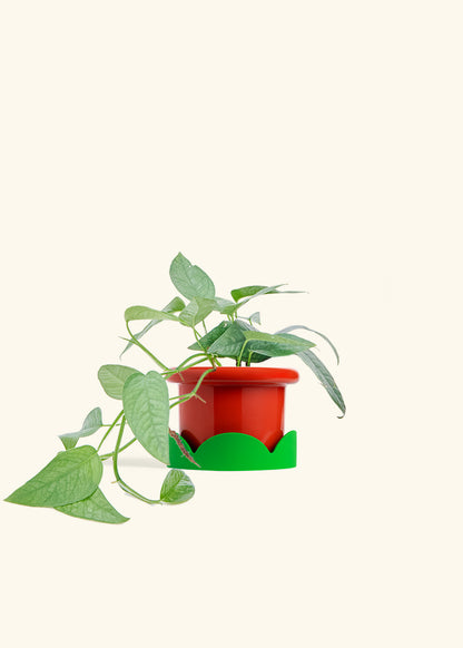 Cebu Blue Pothos in a 4 inches Fat Lip Red Planter in a Shamrock Petal Drip Tray