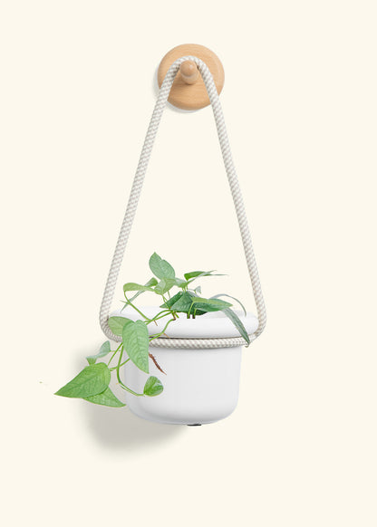 Cebu Blue Pothos, Small