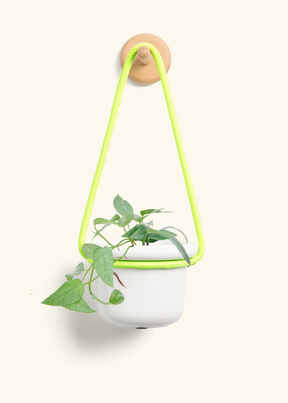 Cebu Blue Pothos, Small