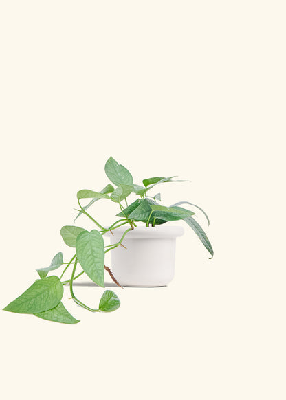 Cebu Blue Pothos in a 4 inches Fat Lip White Planter 