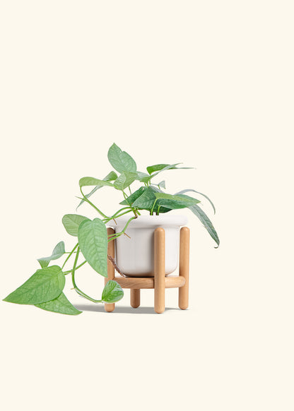 Cebu Blue Pothos in a 4 inches Fat Lip White Planter in a Beech Wood Stand