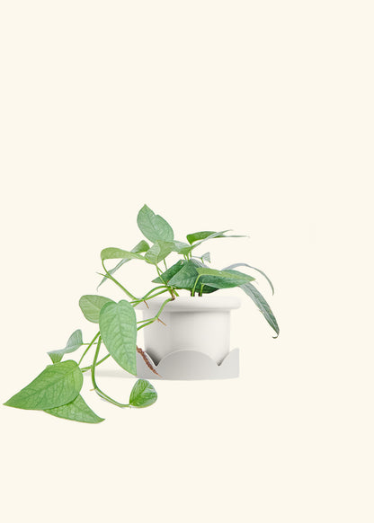 Cebu Blue Pothos in a 4 inches Fat Lip White Planter in a Oat Petal Drip Tray