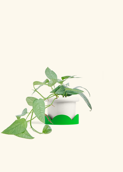 Cebu Blue Pothos in a 4 inches Fat Lip White Planter in a Shamrock Petal Drip Tray