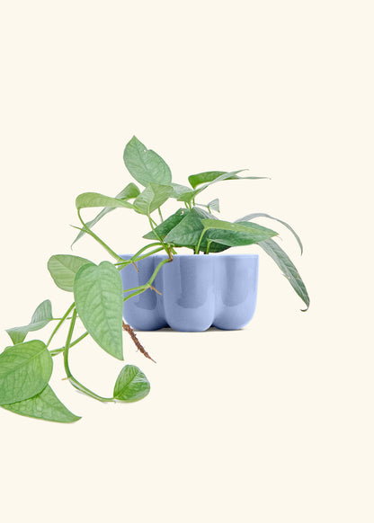 Cebu Blue Pothos in a 4 inches in a Blue Petal Planter