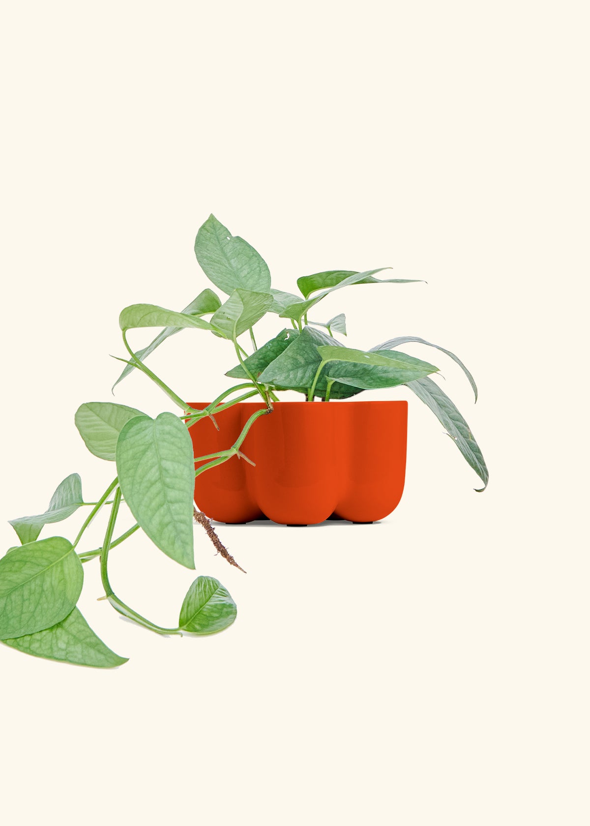 Cebu Blue Pothos in a 4 inches in a Red Petal Planter