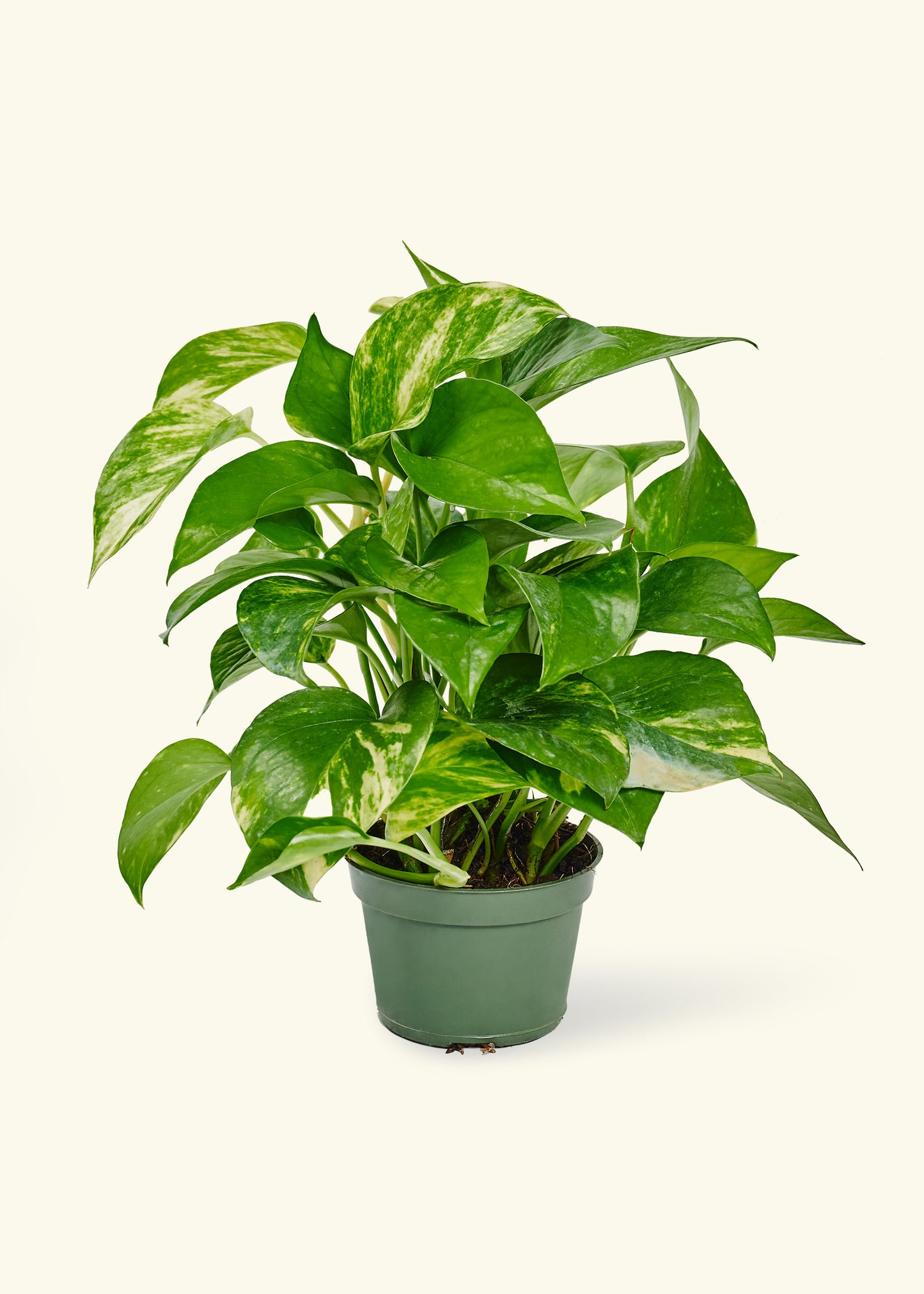 Golden Pothos, Small