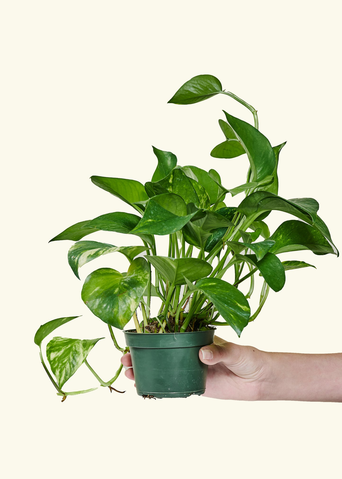 Golden Pothos in a 4 inches grow pot