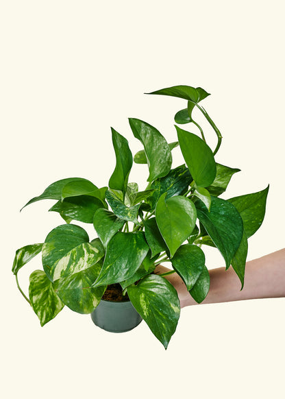 Golden Pothos in a 4 inches grow pot