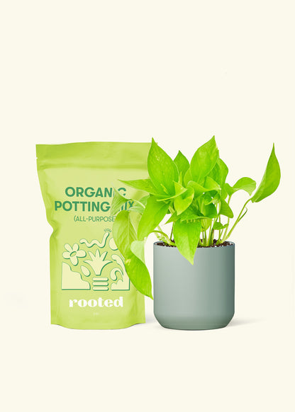 Small Golden Pothos in a sage cylinder pot and a bag of soil.
