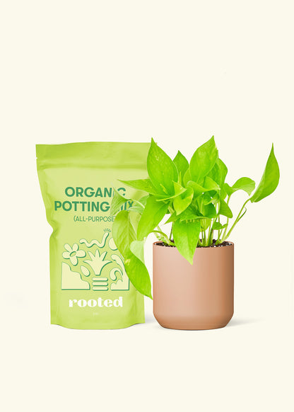Small Golden Pothos in a terracotta cylinder pot and a bag of soil.