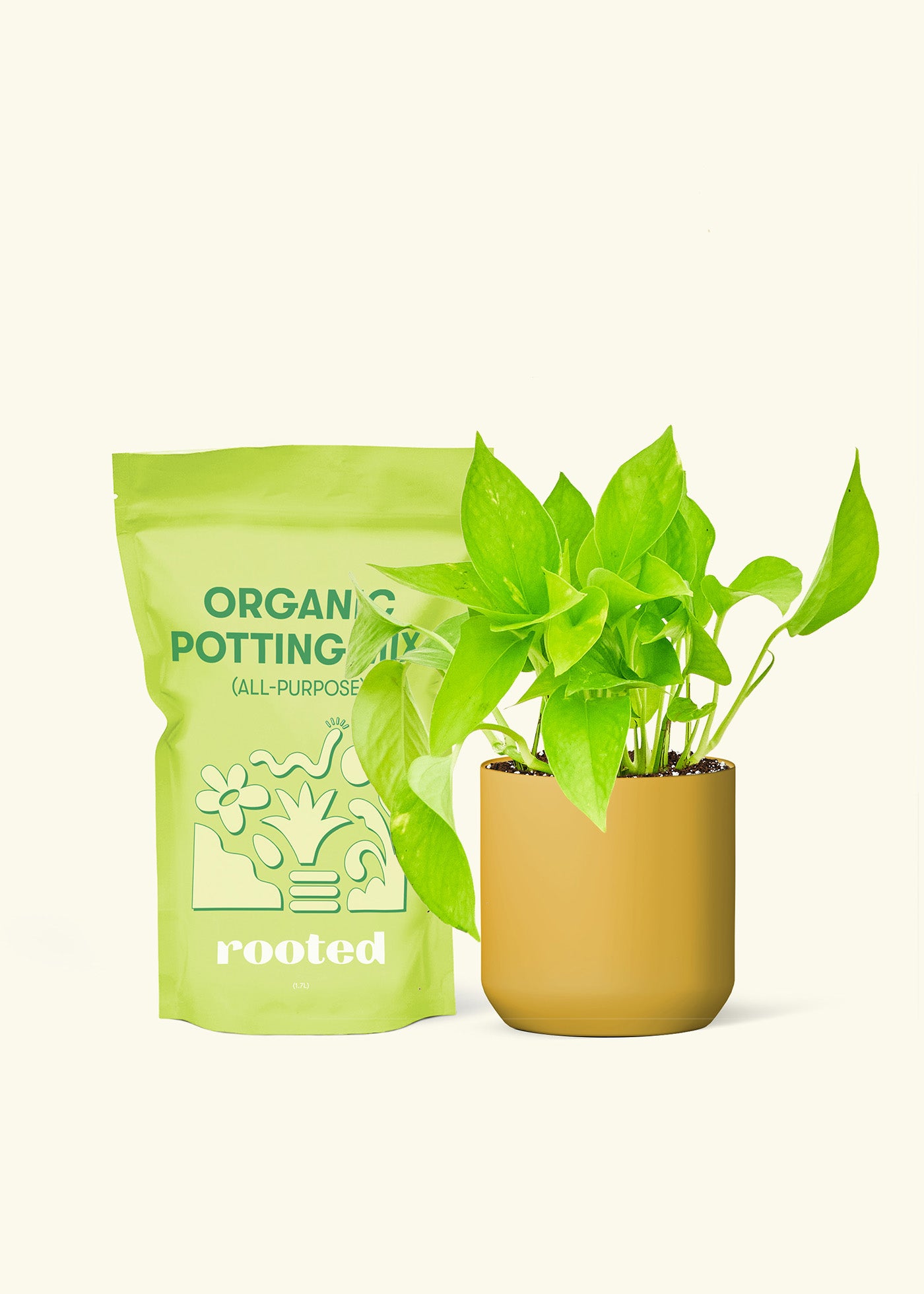 Small Golden Pothos in a mustard cylinder pot and a bag of soil.