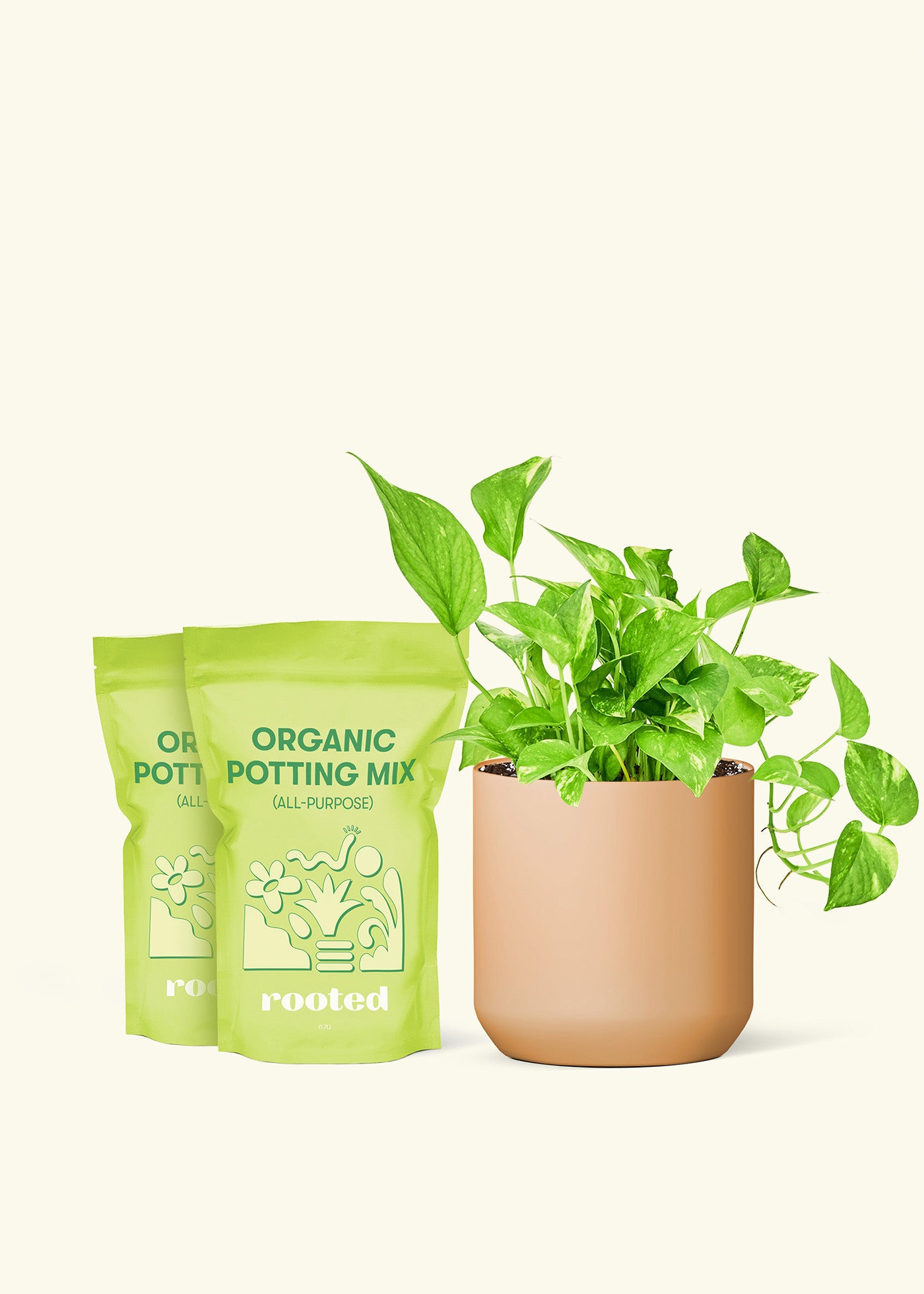 Medium Golden Pothos in a terracotta cylinder pot and 2 bags of soil.