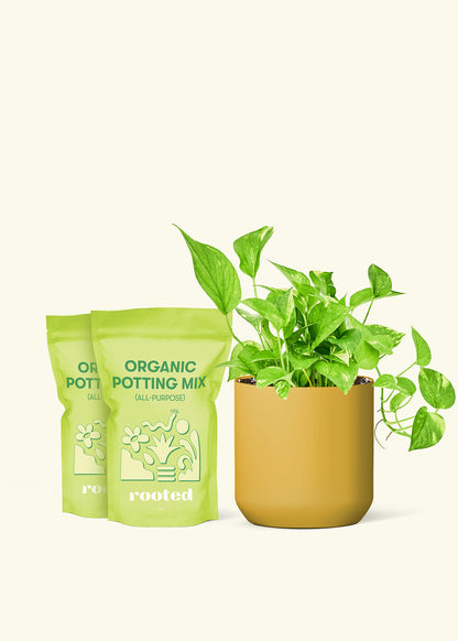 Medium Golden Pothos in a mustard cylinder pot and 2 bags of soil.