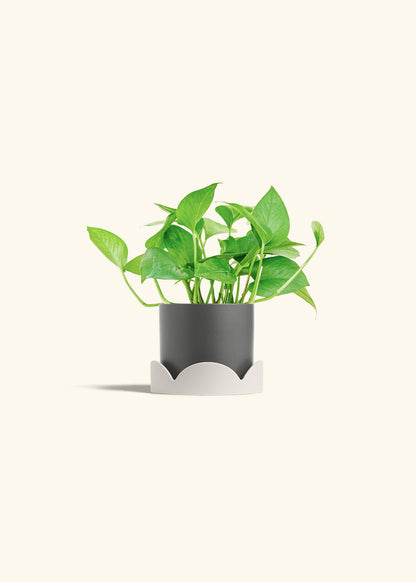 Jade Pothos in a 4 inches Charcoal Classic Cylinder Planter in a Oat Petal Drip Tray