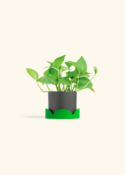 Jade Pothos in a 4 inches Charcoal Classic Cylinder Planter in a Shamrock Petal Drip Tray