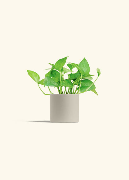 Jade Pothos in a 4 inches Oat Classic Cylinder Planter 