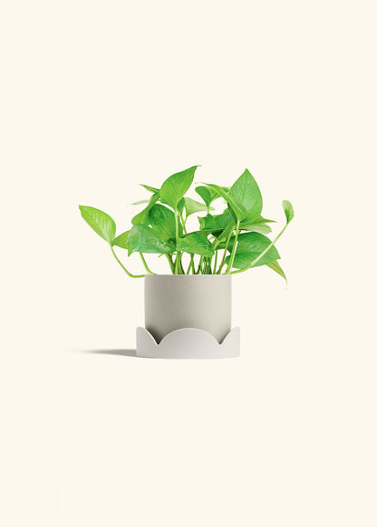 Jade Pothos in a 4 inches Oat Classic Cylinder Planter in a Oat Petal Drip Tray