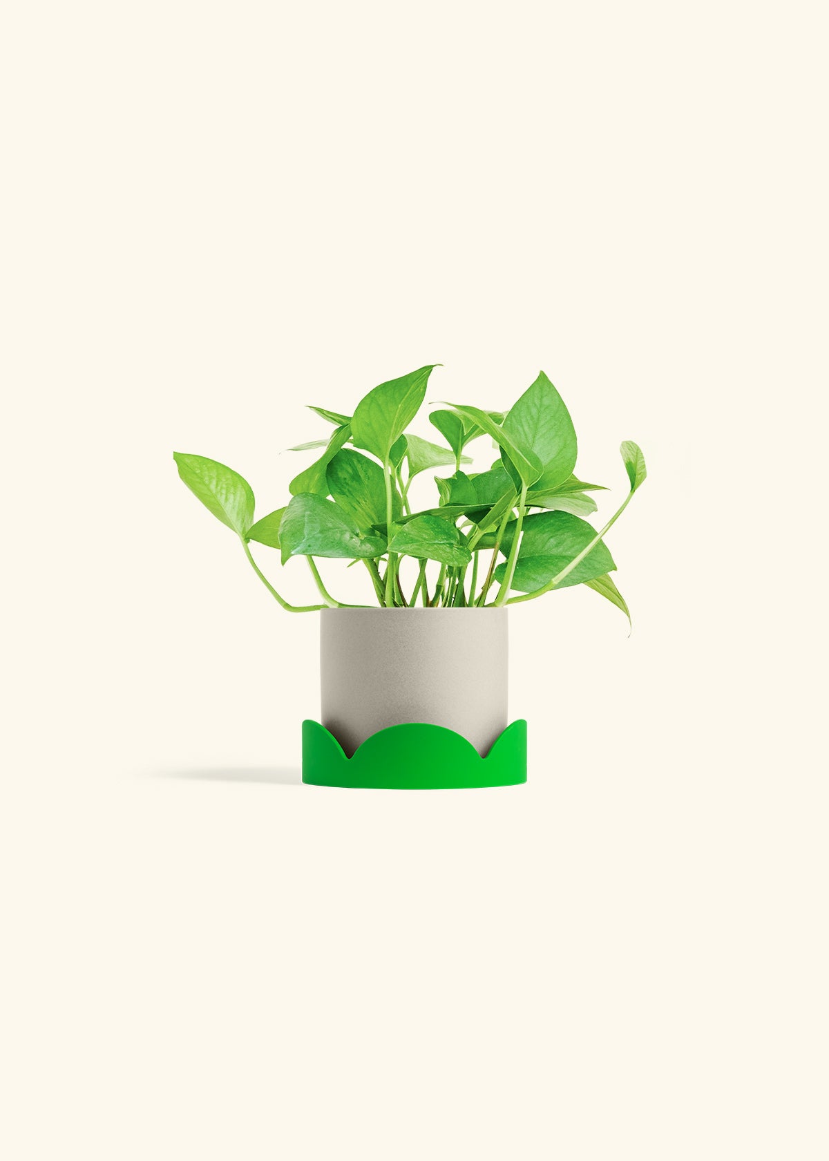 Jade Pothos in a 4 inches Oat Classic Cylinder Planter in a Shamrock Petal Drip Tray