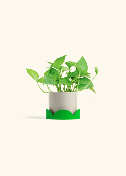Jade Pothos in a 4 inches Oat Classic Cylinder Planter in a Shamrock Petal Drip Tray