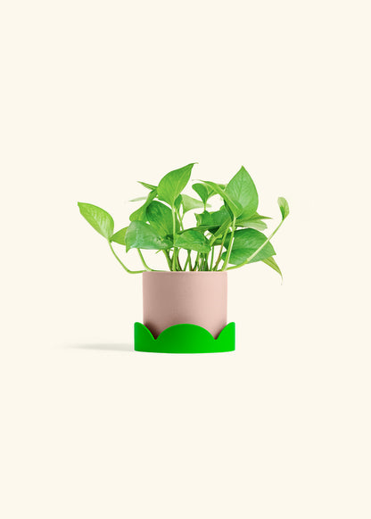 Jade Pothos in a 4 inches Pink Classic Cylinder Planter in a Shamrock Petal Drip Tray