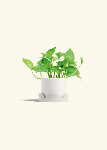 Jade Pothos in a 4 inches White Classic Cylinder Planter in a Oat Petal Drip Tray