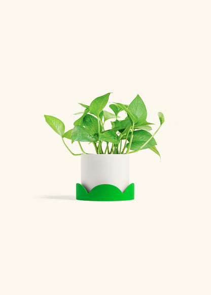 Jade Pothos in a 4 inches White Classic Cylinder Planter in a Shamrock Petal Drip Tray